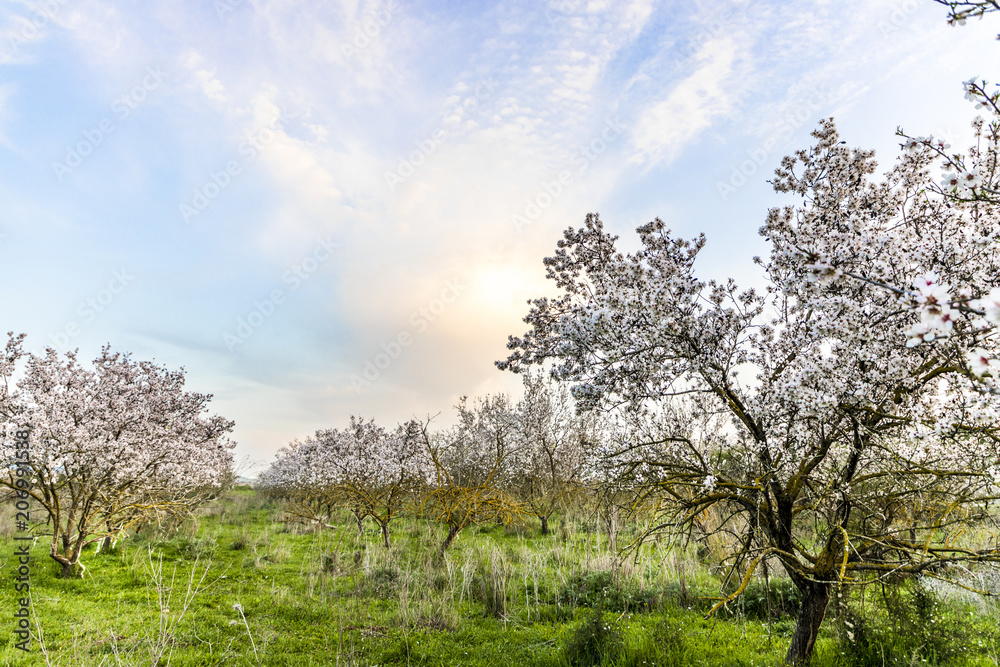 Almond tree with white flowers fully blooming grove with sunset blue purple yellow orange picturesque sky sun hiding behind a cloud copy space Almond tree with white flowers fully blooming grove with sunset blue purple yellow orange picturesque sky sun hiding behind a cloud copy space