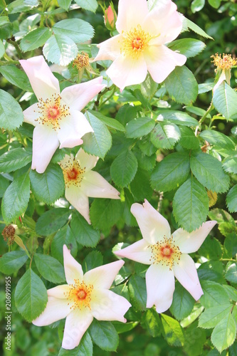 Fotografía The Peter Beales' rose garden flower Keith Maughan in full bloom with five petal