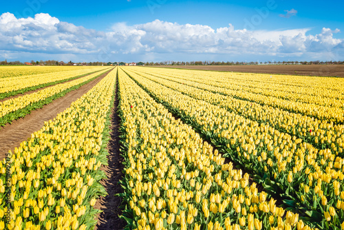 Panoramic image of a large field with bright yellow flowering tulip blooms