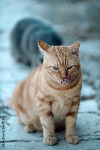 Ginger cat lick with tongue. Cute kitten sit outdoor. Domestic cat outdoor. Pet and animal. Pet shop or veterinary