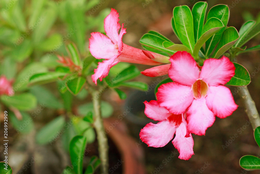 azalea flowers impala lily or desert rose or mock azalea beautiful white & pink flower and green Adenium multiflorum leaf in the garden
azalea flowers impala lily or desert rose or mock azalea beautiful white & pink flower and green Adenium multiflorum leaf in the garden
