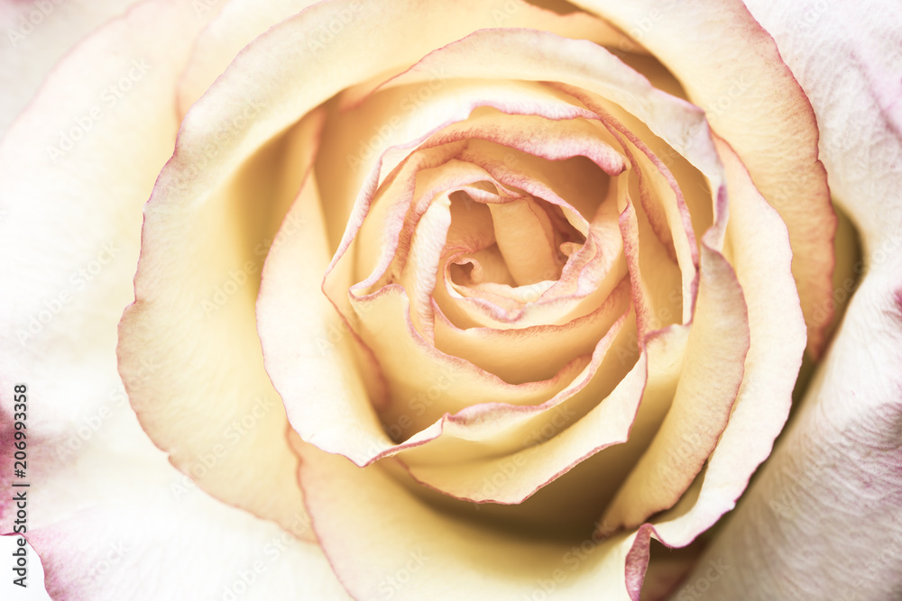 Rose Closeup Rose Closeup
