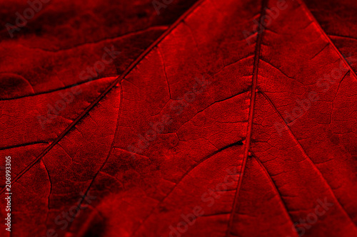 Cuadro en lienzo Maple Leaf Texture