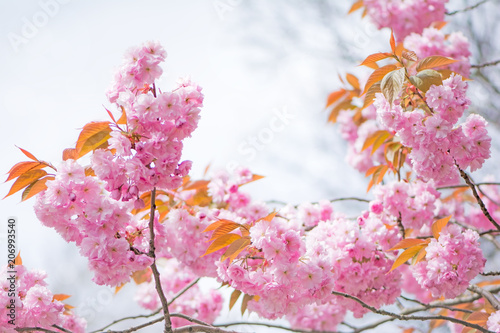 Beautiful cherry blossom branches with white sky.