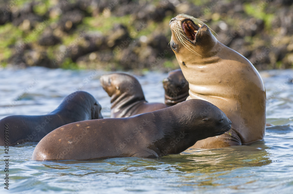 Obraz premium Mother and baby sea lion, Patagonia