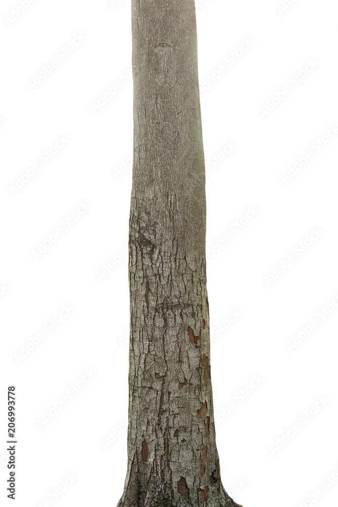 Fototapeta premium Tree trunk isolated on white background. This has clipping path.