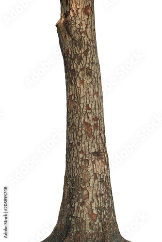 Tree trunk isolated on white background. This has clipping path.