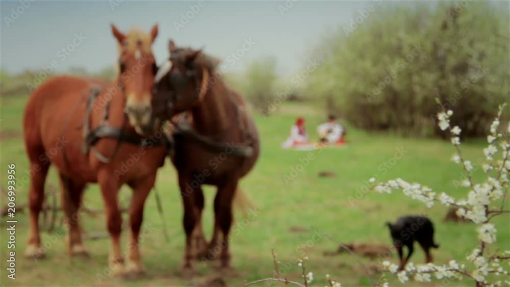 Two horses harnessed to the plow. In the background you can see two peasants taking lunch. Transylvania (central part of Romania) – circa 1940. Two horses harnessed to the plow. In the background you can see two peasants taking lunch. Transylvania (central part of Romania) – circa 1940.