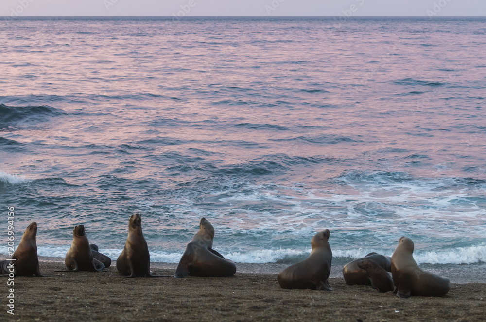 Fototapeta premium Sea Lions, Patagonia, Argentina
