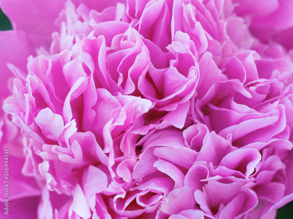 Beautiful pink peony macro close - up. Blooming spring flowers Beautiful pink peony macro close - up. Blooming spring flowers