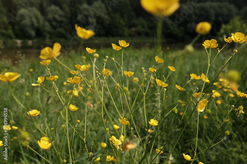 buttercup flowers on a meadow