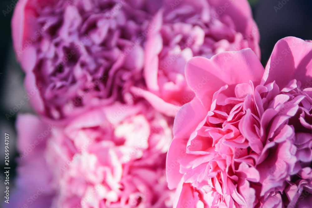 Obraz premium Beautiful pink peony macro close - up. Blooming spring flowers