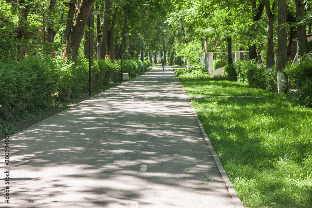 Fototapeta premium sidewalk walking pavement alley path with trees in park. nature landscape. summer walk.