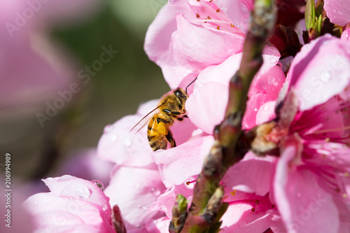 Australian Bee and Flower