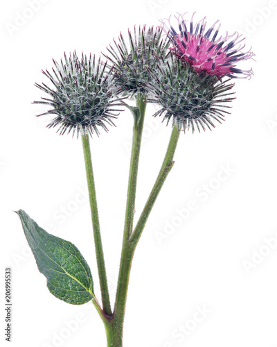 bloom and two burdock buds isolated on white