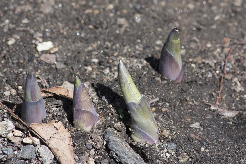 Obraz premium Claws of Doom