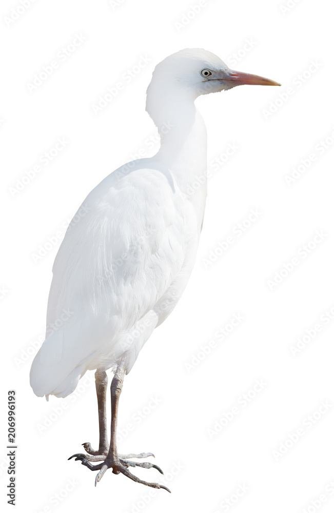 Fototapeta premium small white isolated heron