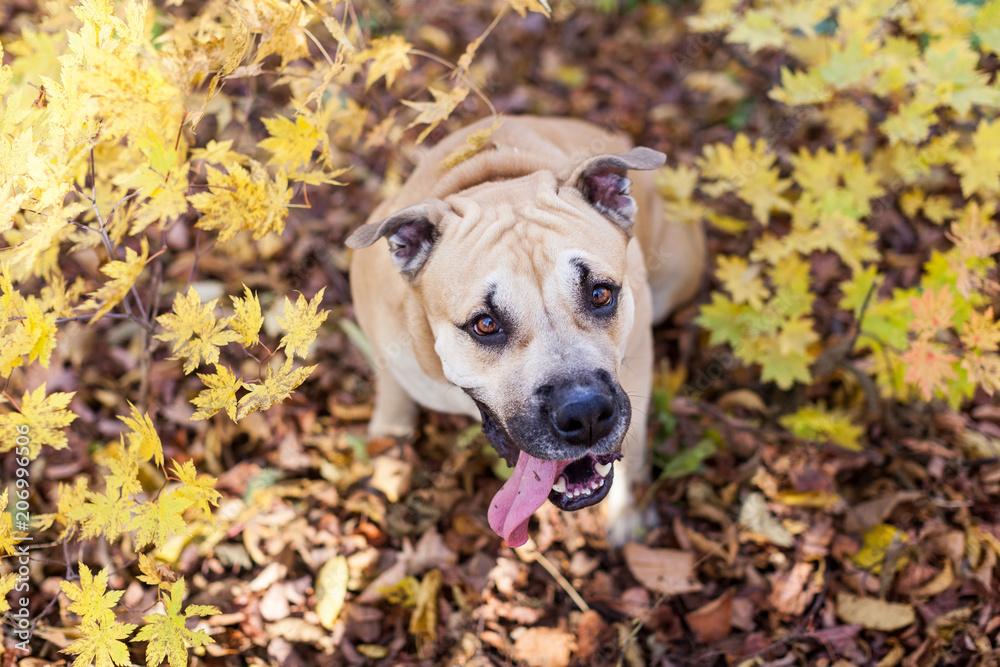 Cute and lovely dog in an autumn forest looking at the camera with great interest