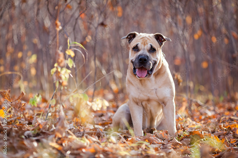 Cute and lovely dog in an autumn forest looking at the camera with great interest