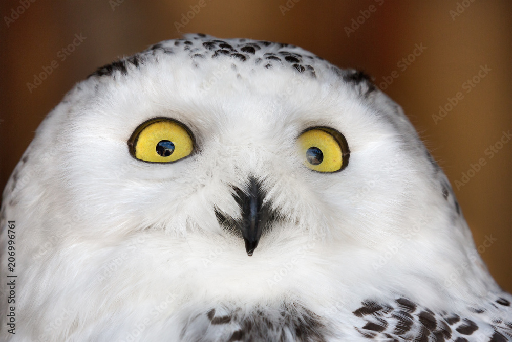 Naklejka premium white and black polar owl portrait
