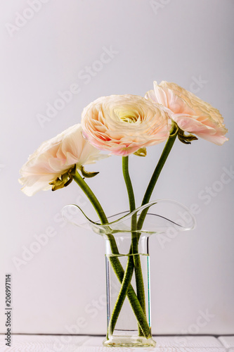 Pink ranunculus flowers