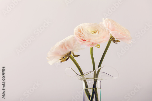 Pink ranunculus flowers