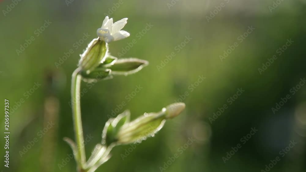 Flower moving in the wind. Flower moving in the wind.