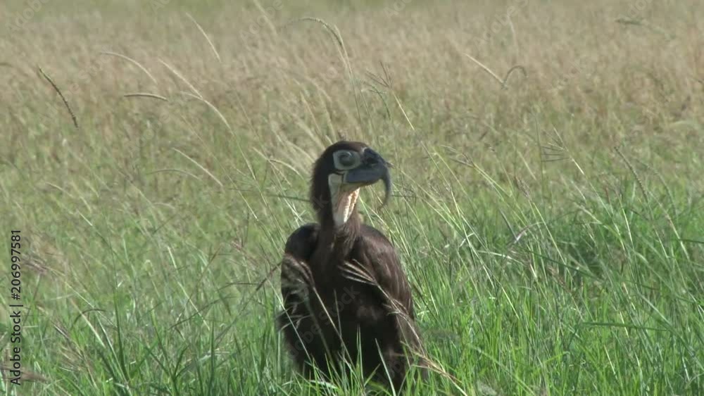 Zoom in of a young ground hornbill with a deformed bill. Zoom in of a young ground hornbill with a deformed bill.
