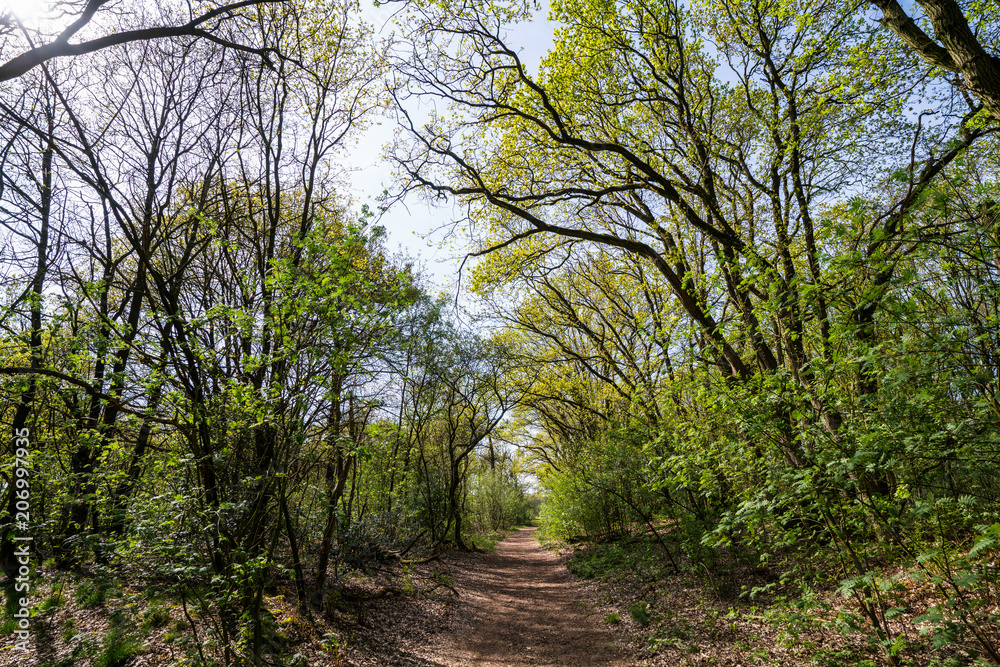 Path through the forest Path through the forest