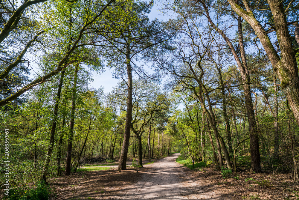 Path through the forest