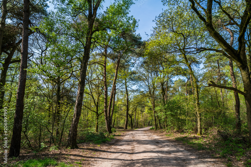 Path through the forest in the Netherlands