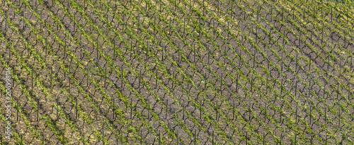 Steep slope vineyard in spring, background, banner