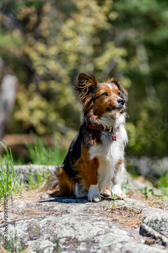 Mixed breed dog portrait 