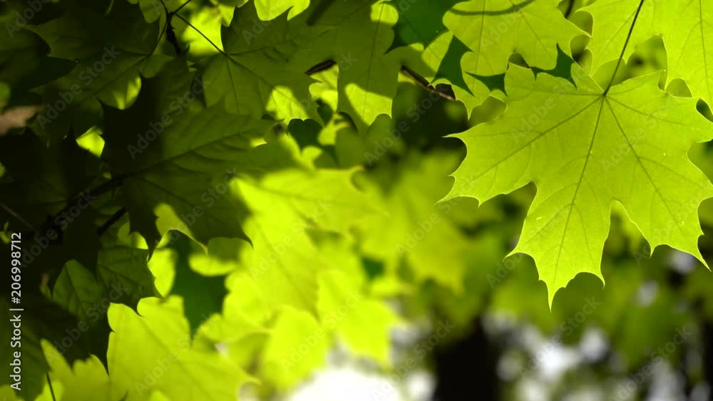 Crowns of trees with bright afternoon sun