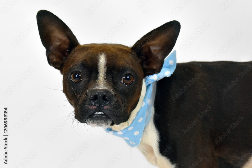Boston terrier dog, looking straight, black, isolated on white background