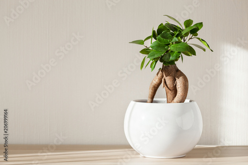 houseplant ficus microcarpa ginseng in white flowerpot