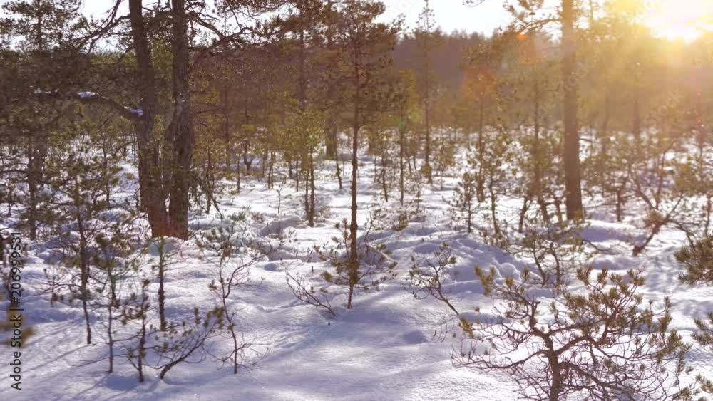 Estonian bog or swampland in the winter with sun shining and snow falling Estonian bog or swampland in the winter with sun shining and snow falling