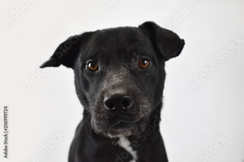 Photography black dog portrait, white background isolated, shelter