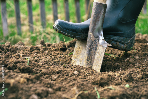 Billede på lærred Foot wearing a rubber boot digging an earth in the garden with an old spade clos