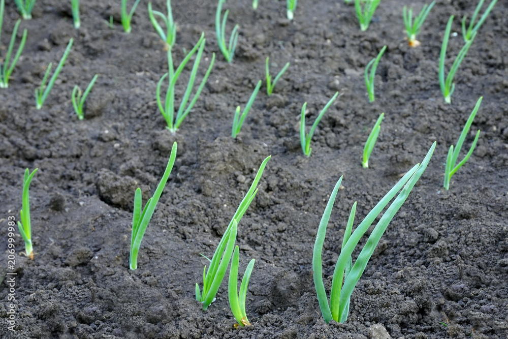 Green onions Green onions