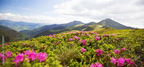 Mountain flower landscape, Rhododendron flowers
