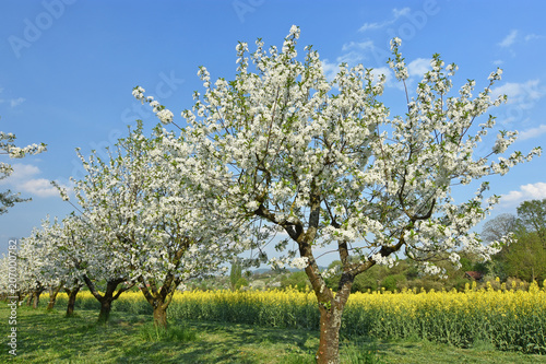 Flowering cherry trees next to a yellow flowering rape field. Baden-Wuerttemberg, Germany