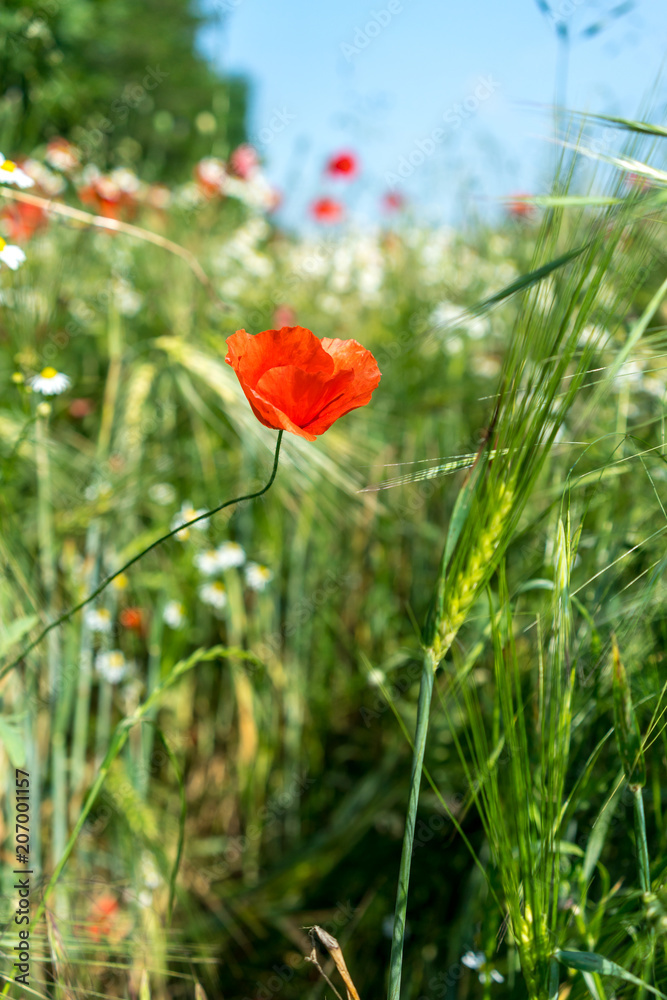 Obraz premium Eine einsame Mohnblume auf einer Wiese