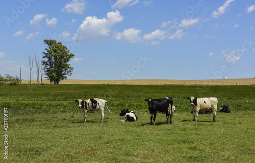 Steers fed on pasture, La Pampa, Argentina © foto4440