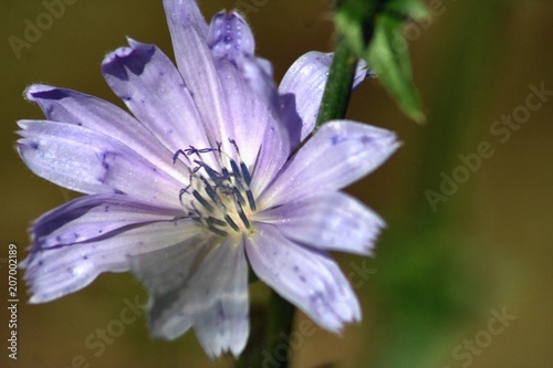 wild flower-2