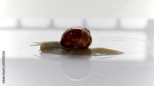 snail crawling on a white background