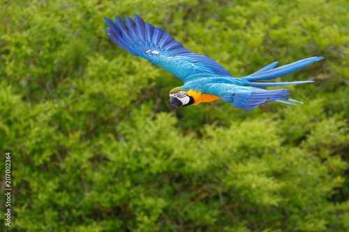 Ara bleu