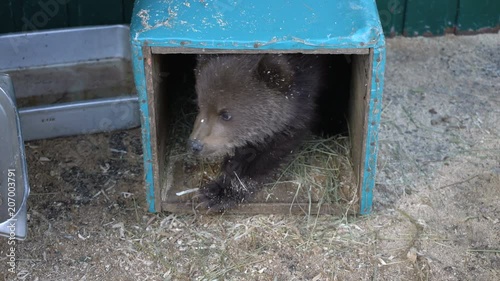 Woman's hand teases little bear (Ursus arctos piscator) from an improvised den (refuge) in zoo. Kamchatka bear cub, born few months ago in wild, lost his mother and was placed to survive in zoo. photo