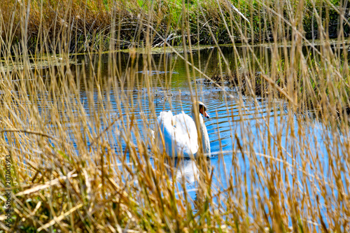 Swan, Stodmarsh, Lakes photo