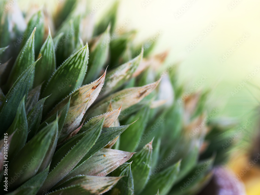 closeup of cactus leaf the background is green cactus